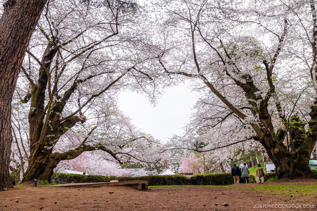 Cherry blossoms with a heart shaped gap