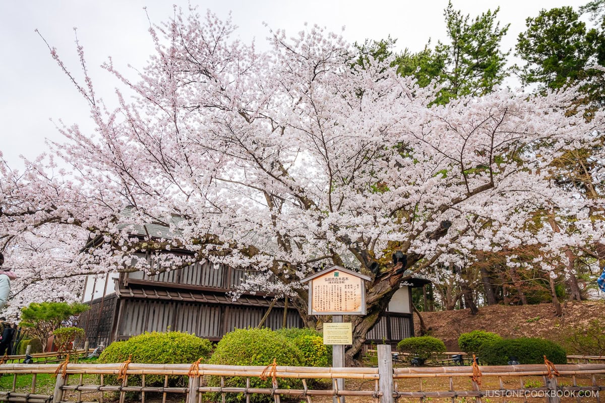Old cherry tree