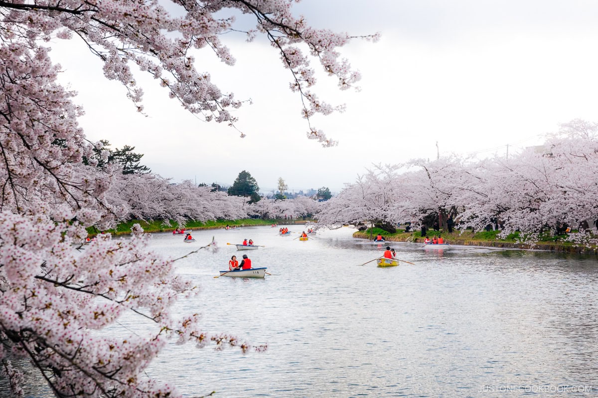 People rowing boats next to cherry trees