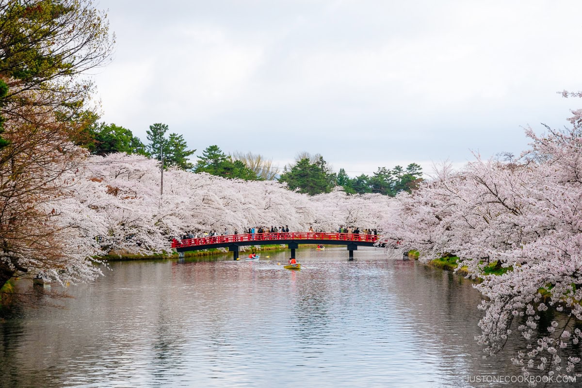 People rowing boats next to cherry trees with a red bridge in the background