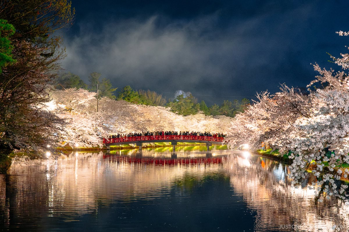 River lined with illuminated cherry trees and red bridge in the background at night