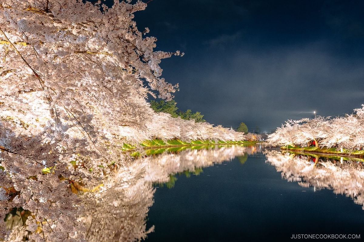 River lined with illuminated cherry trees at night