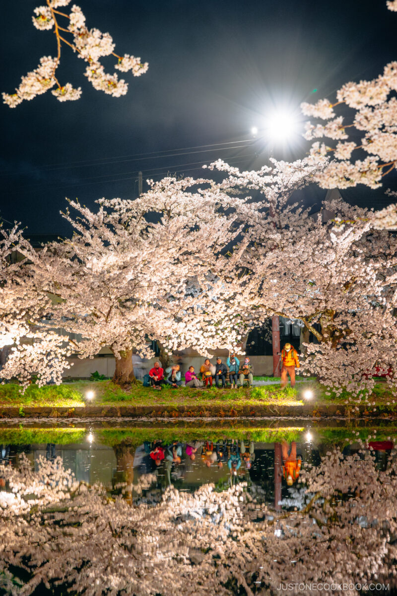 People sitting under illuminated cherry blossoms at night