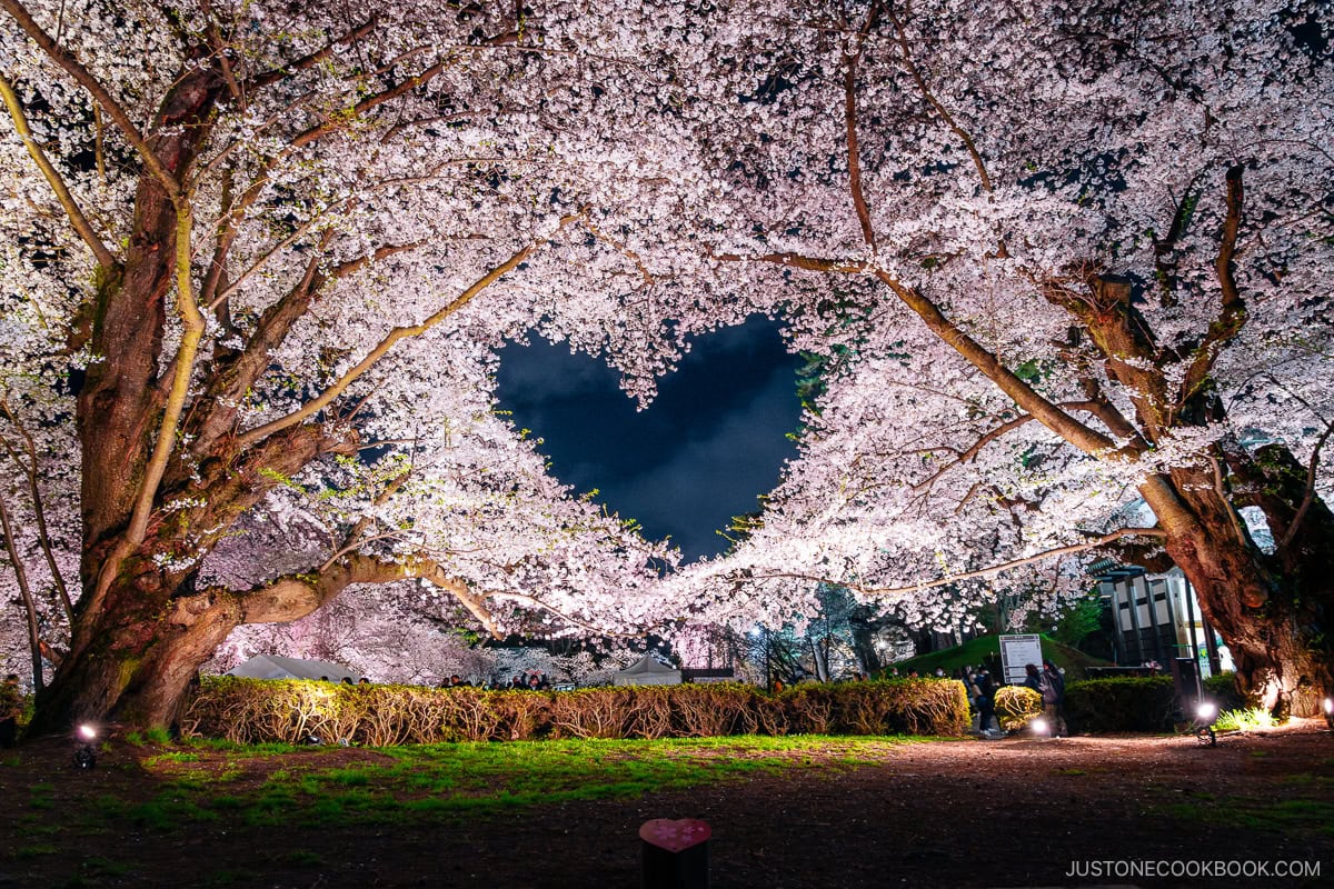Illuminated Cherry blossoms with a heart shaped gap at night