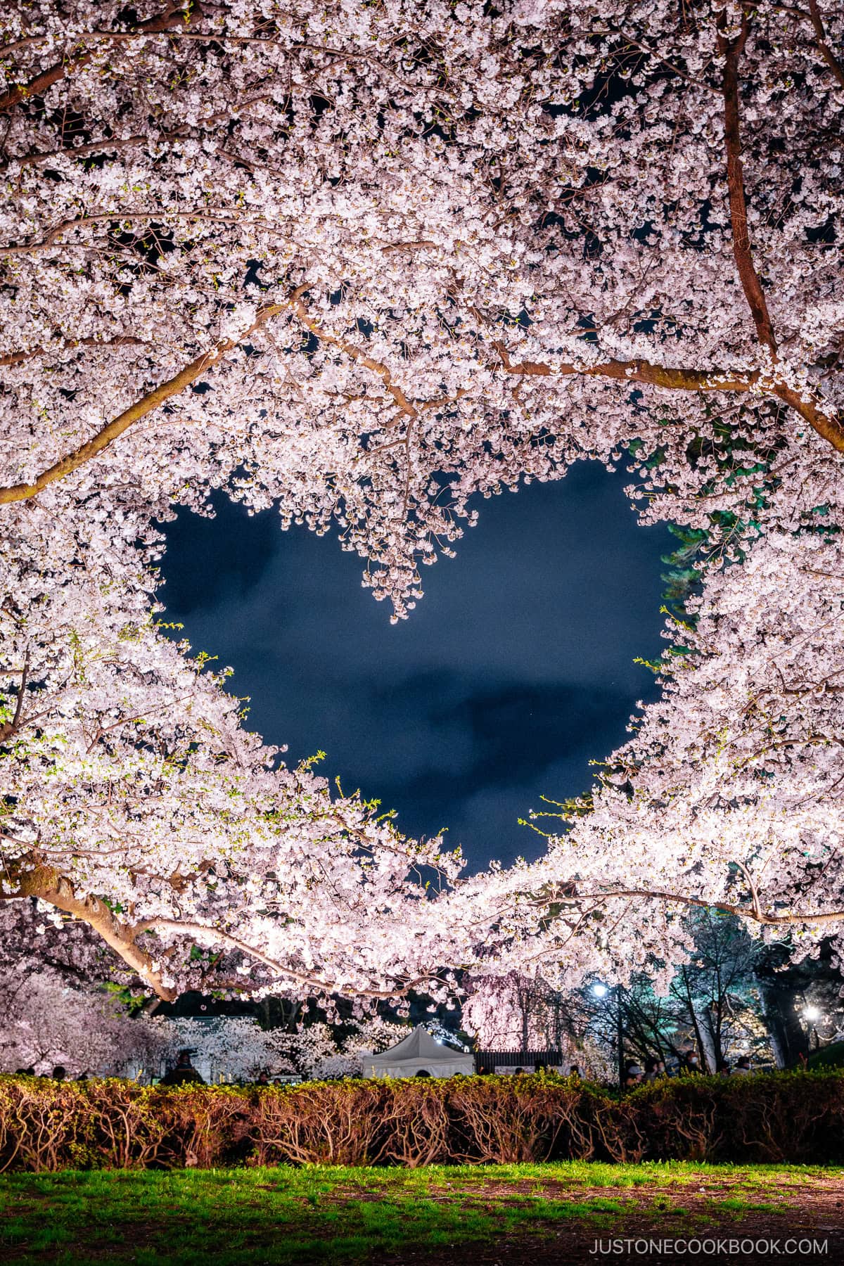 Illuminated Cherry blossoms with a heart shaped gap at night