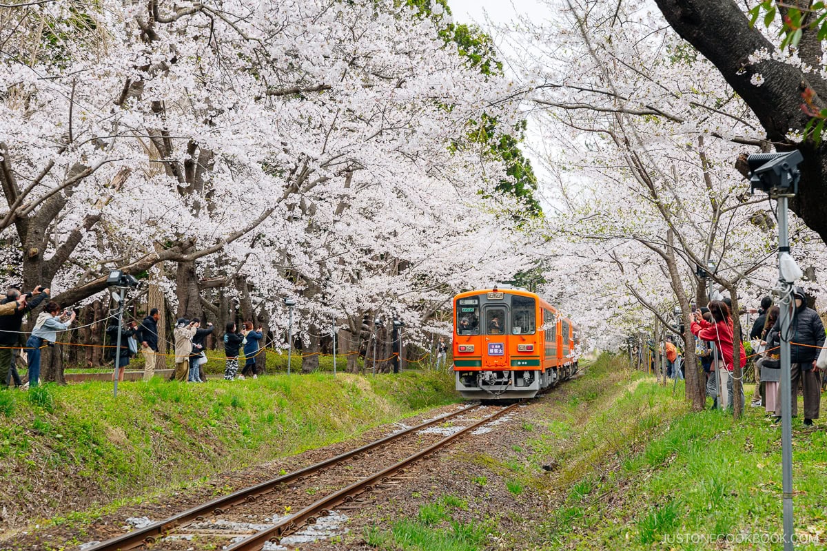 Orange train running through a tunnel of cherry blossoms