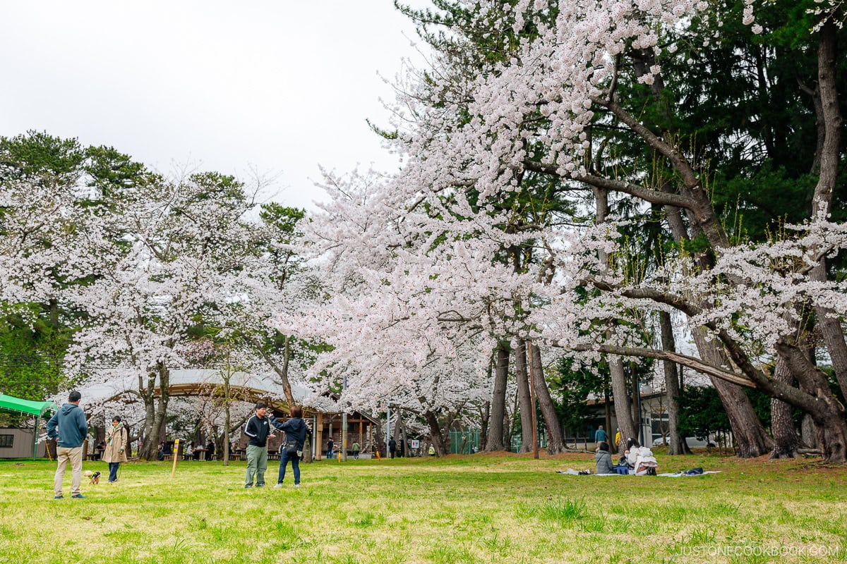 People having a picnic under cherry blossoms