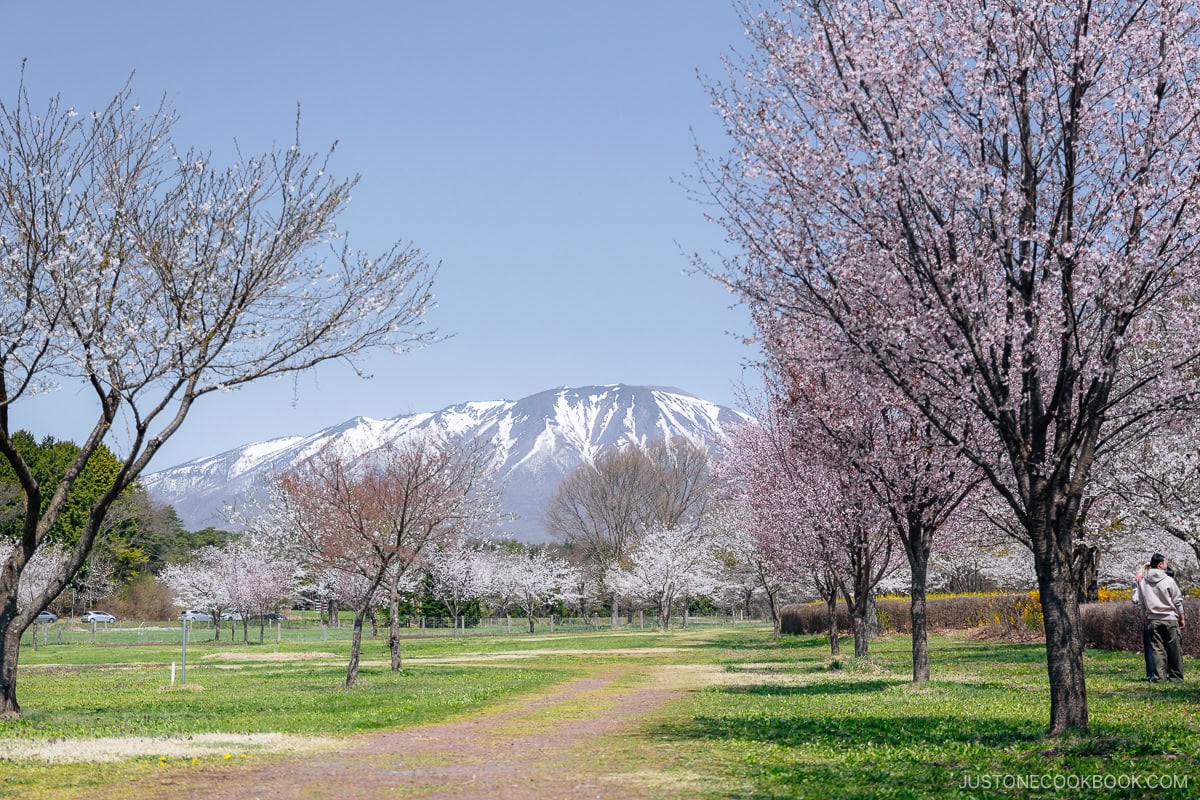 Cherry blossom trees with snowy mountain in the background
