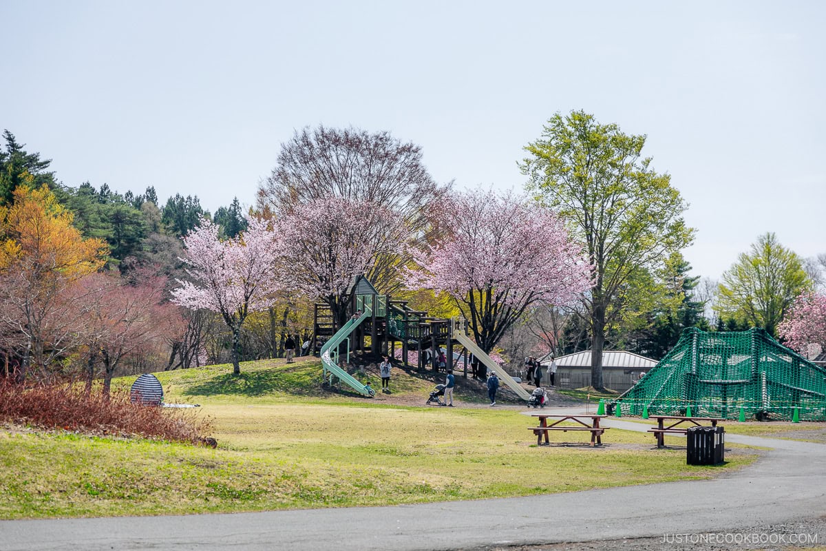 Kids playground with cherry blossoms