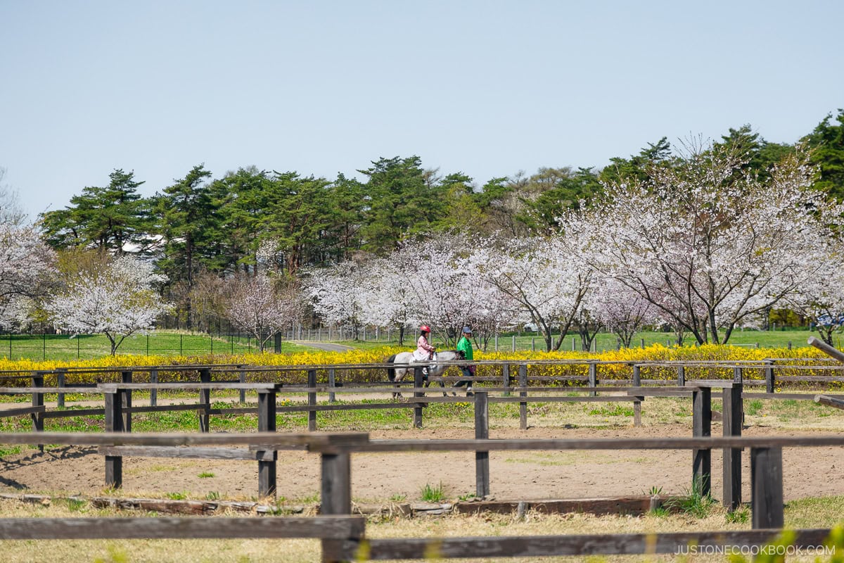 Horse riding next to cherry blossoms
