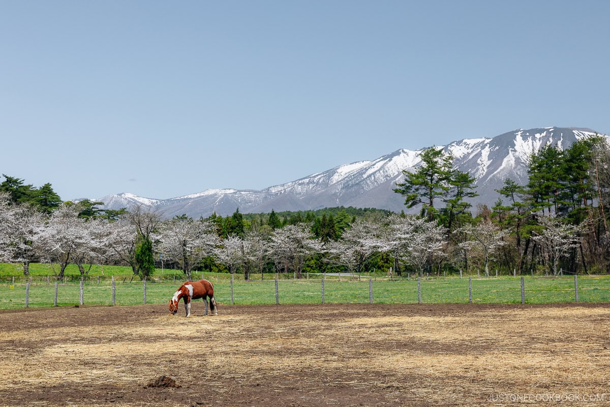 Horse farm next to cherry blossoms
