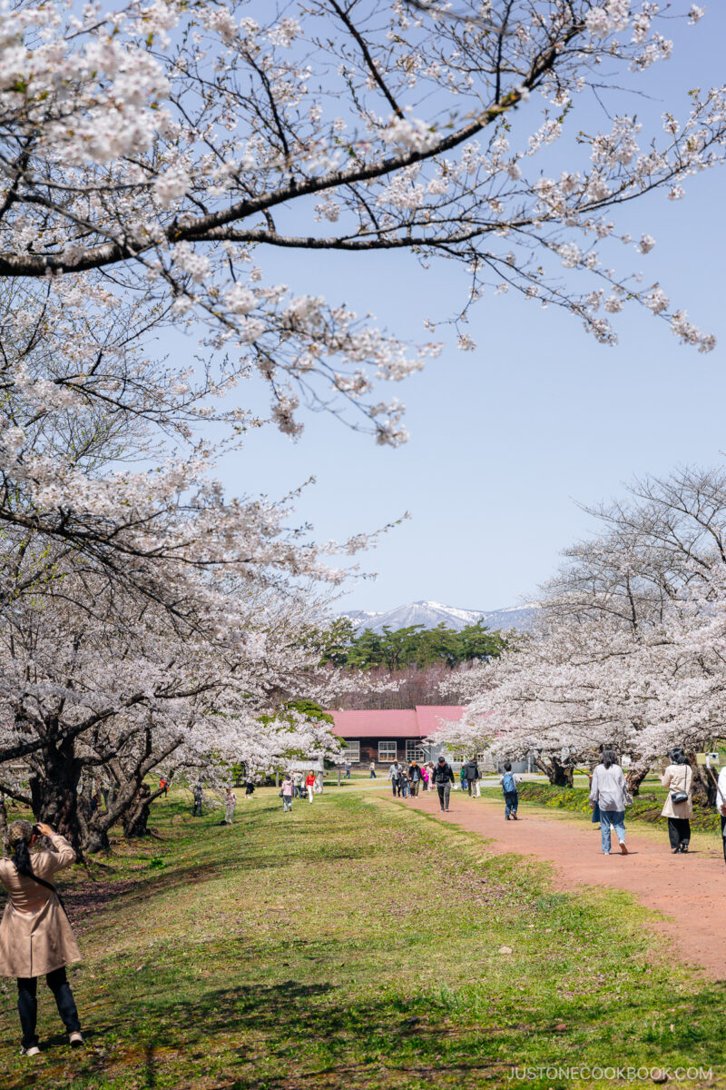 Cow farm lined with cherry blossoms