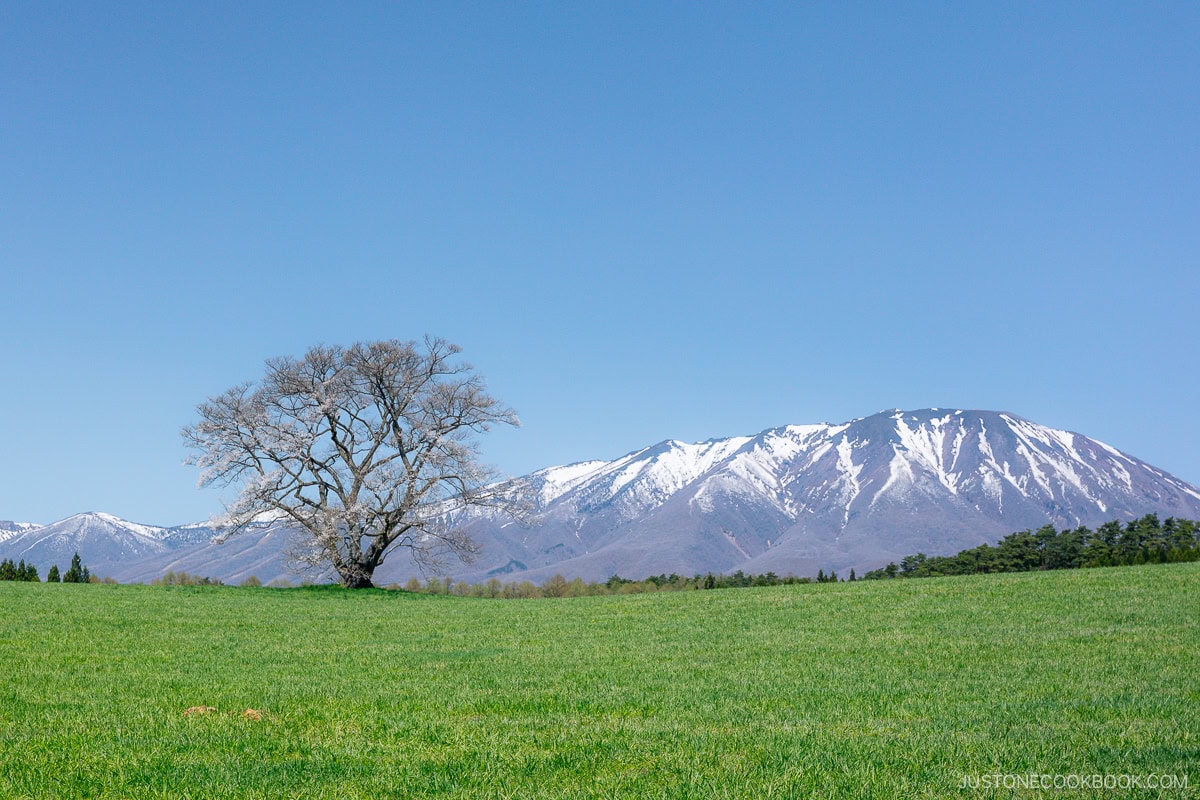 lone cherry tree with snowy mountain in the background