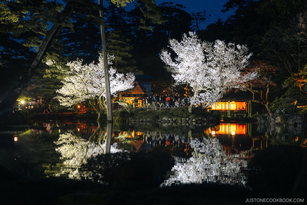 Cherry blossom tree reflecting in water at night