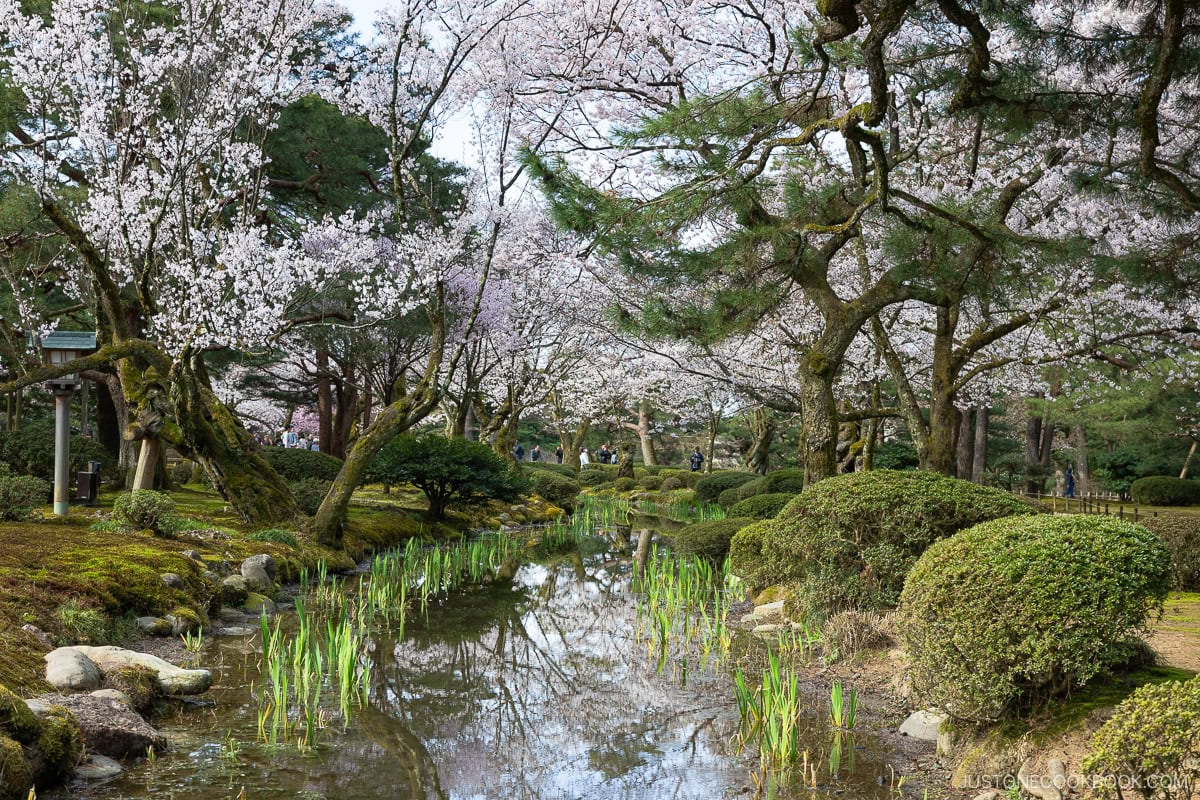 Park stream lined with cherry blossoms