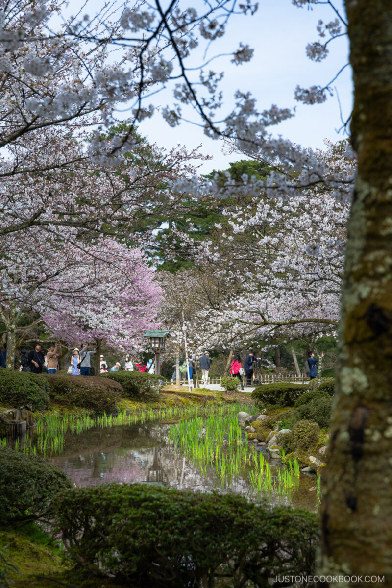 Park stream lined with cherry blossoms