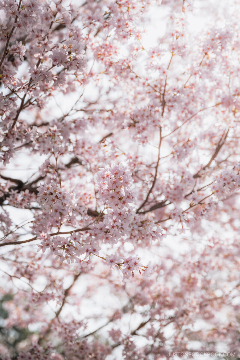 Cherry Blossoms
