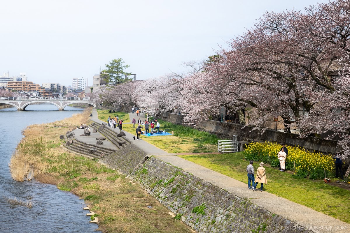 People having a picnic under cherry blossoms next to a river