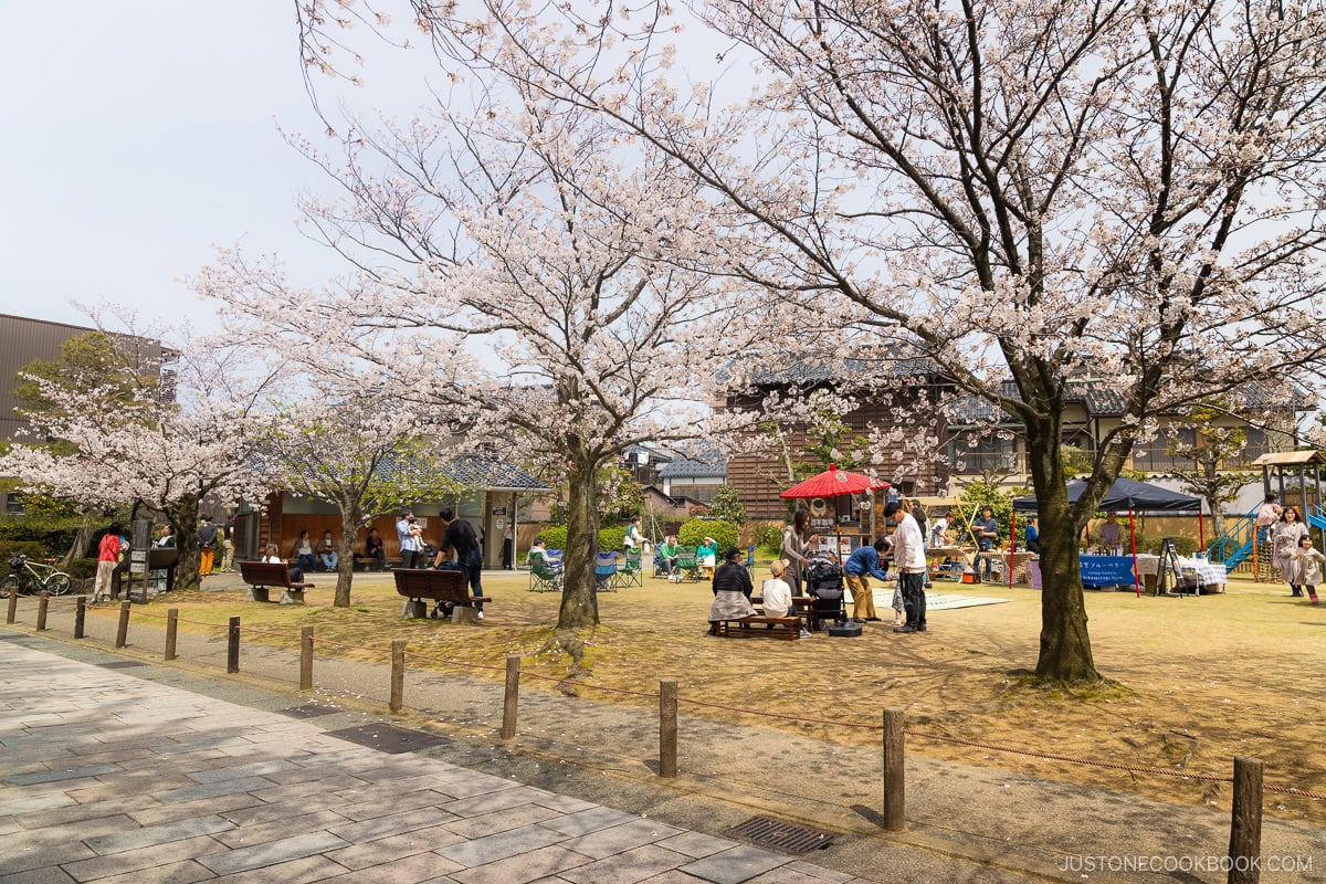 People sitting in a park enjoying cherry blossoms