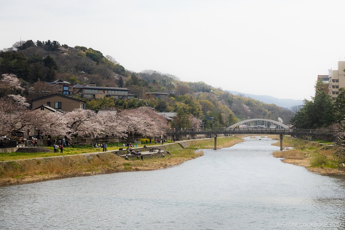 River lined with cherry blossoms