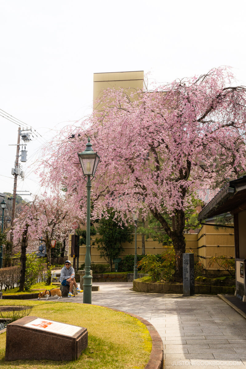 Weeping chery blossom