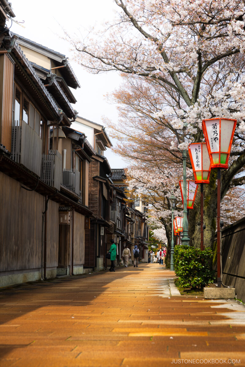Old geisha district street lined with cherry blossoms
