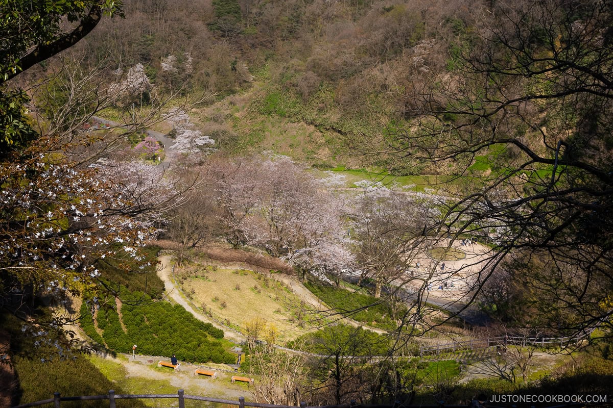 Valley with cherry blossoms
