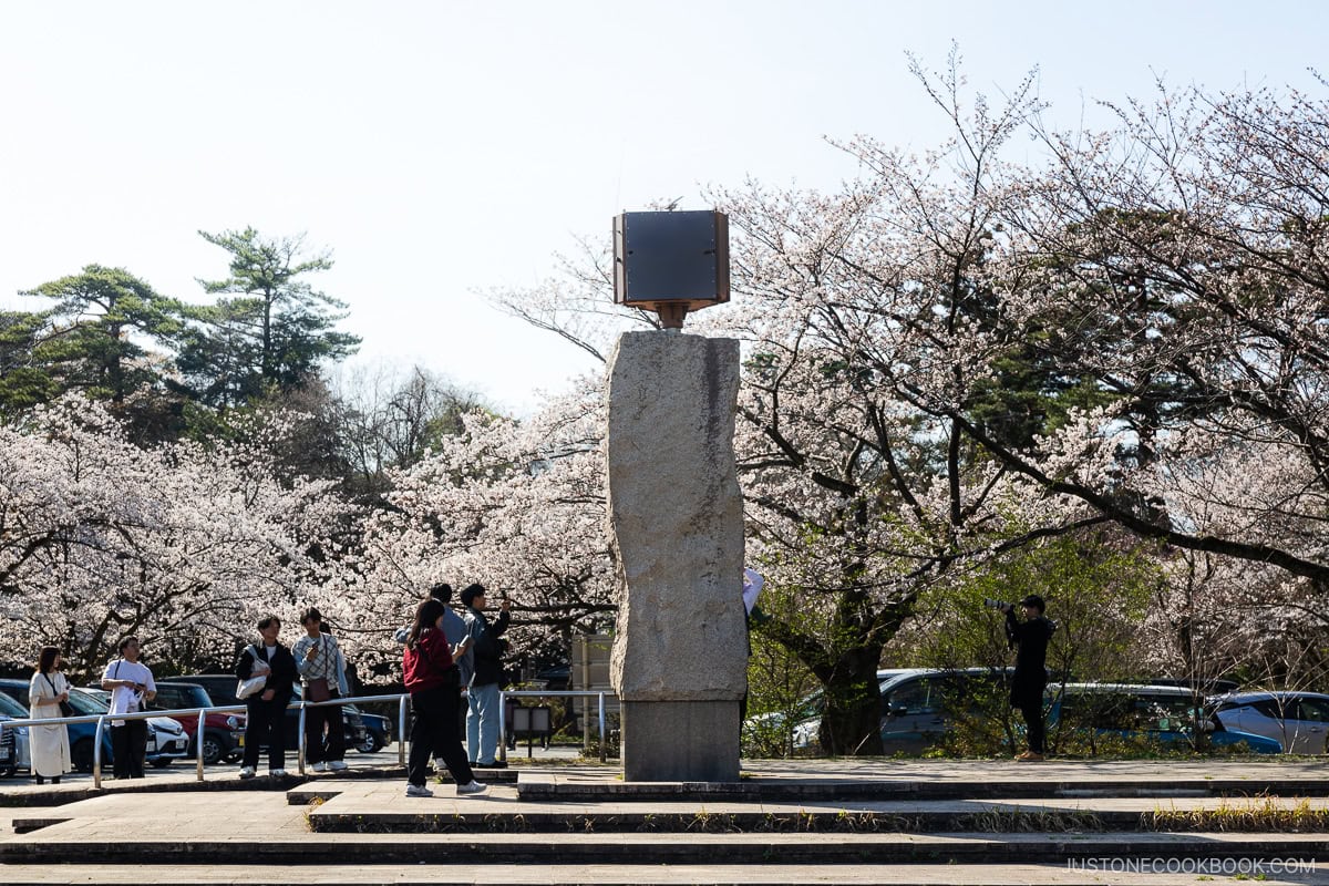 Cherry blossoms with stone monument