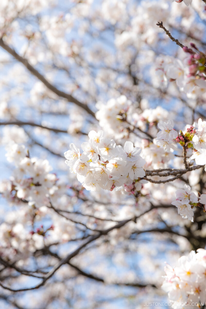 White cherry blossoms