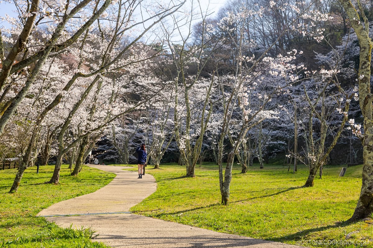 Park with cherry blossoms
