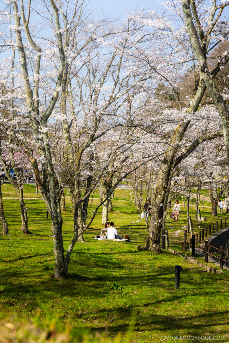 People having a picnic under cherry blossoms