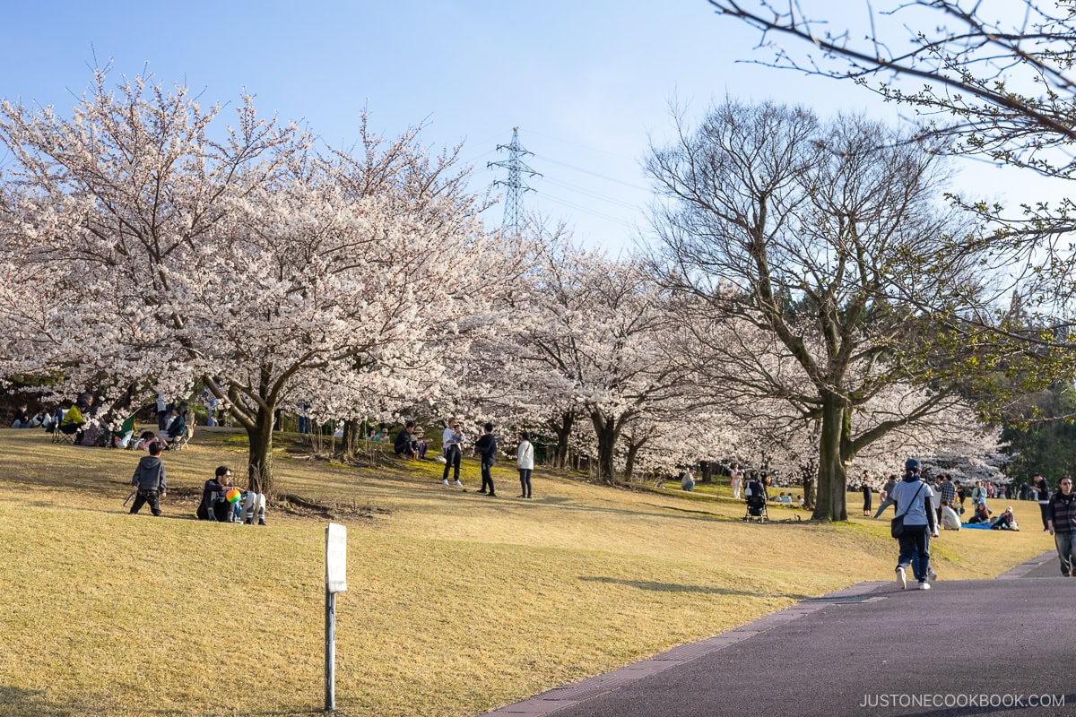 People relaxing under cherry blossoms