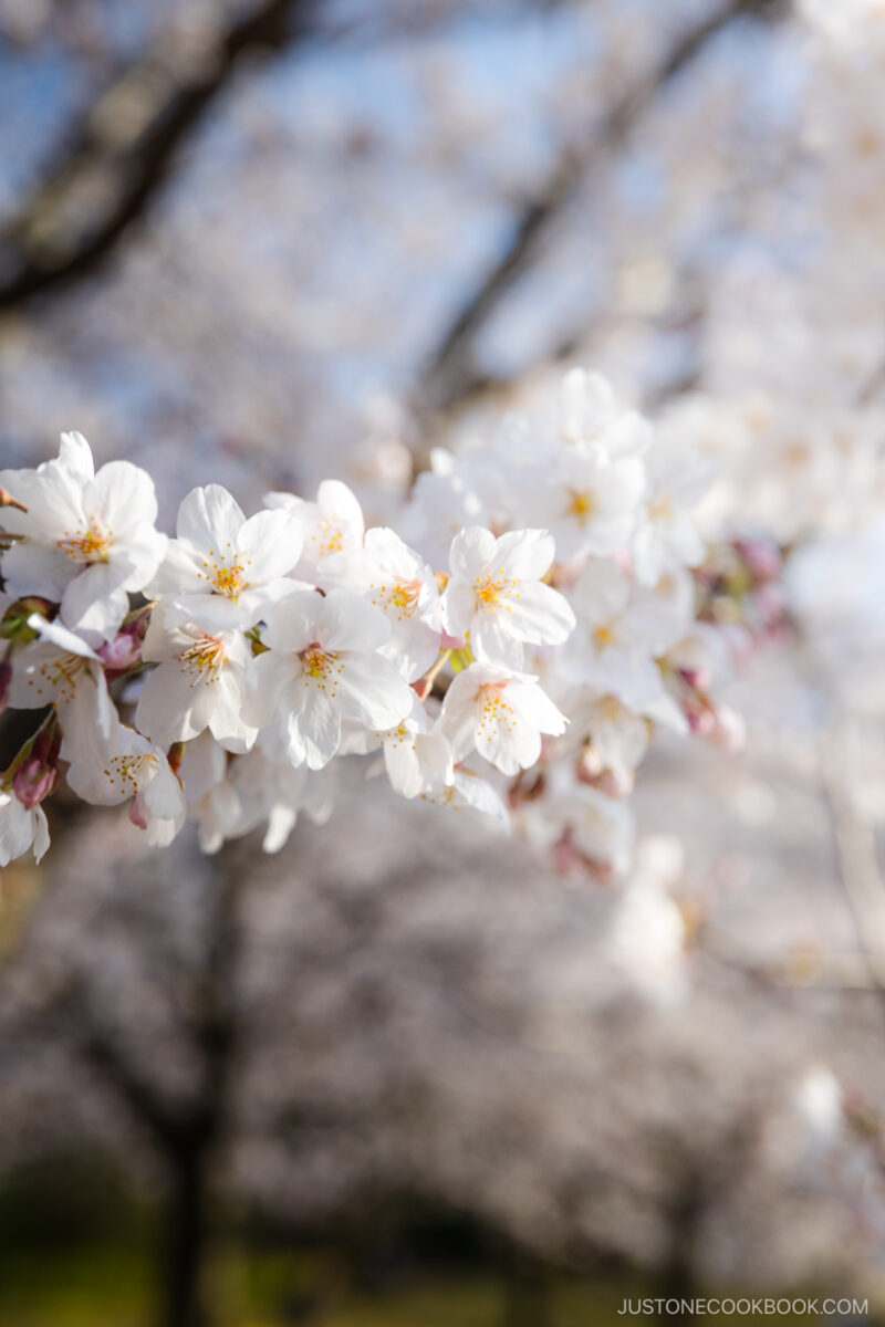 White cherry blossoms