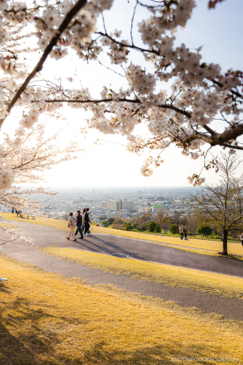 Hillside park with cherry blossoms overlooking Kanazawa city