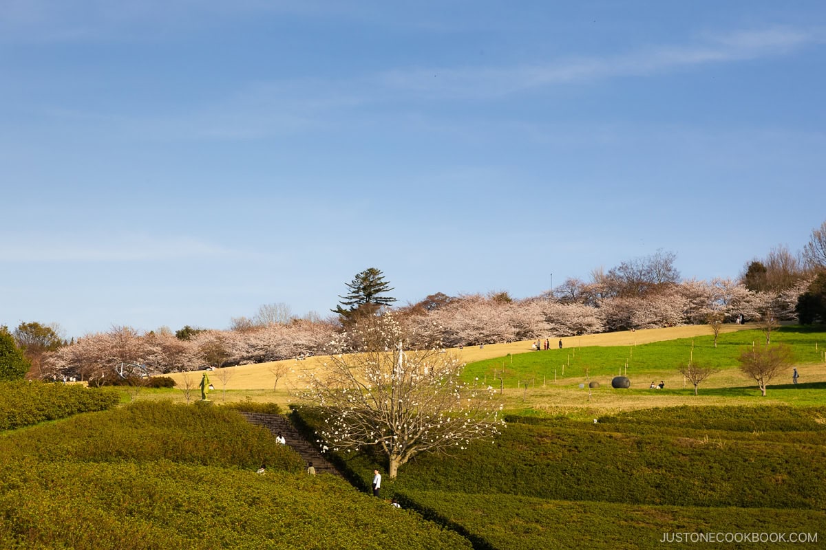 Hillside park with cherry blossoms overlooking Kanazawa city