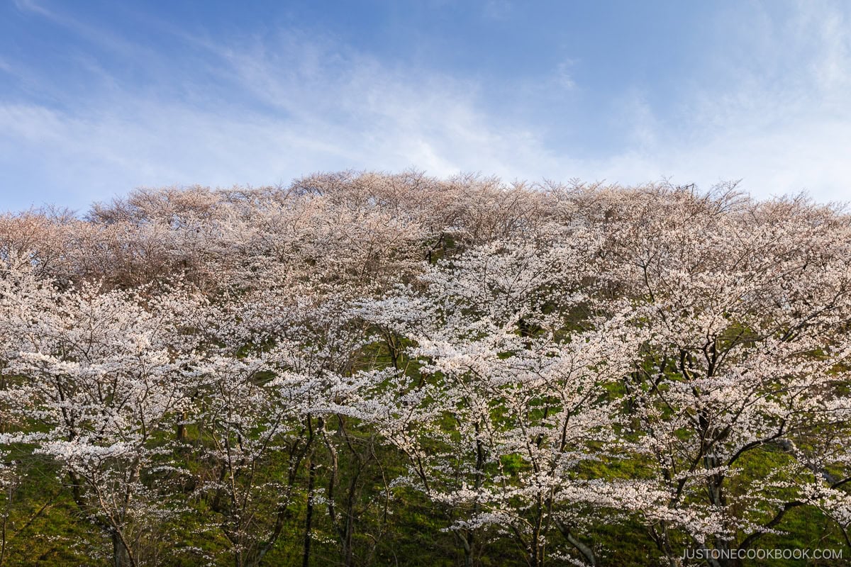 Mountainside with cherry blossoms