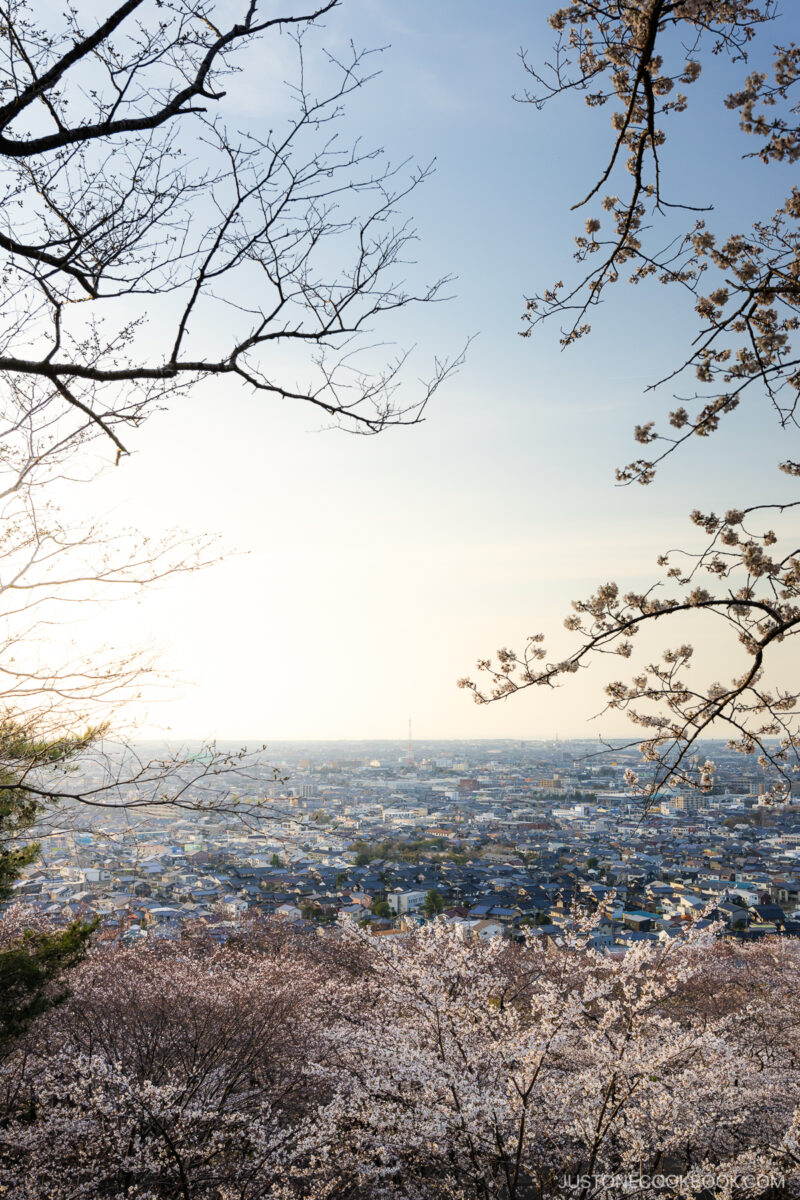 Cherry blossoms overlooking Kanazawa City during sunset