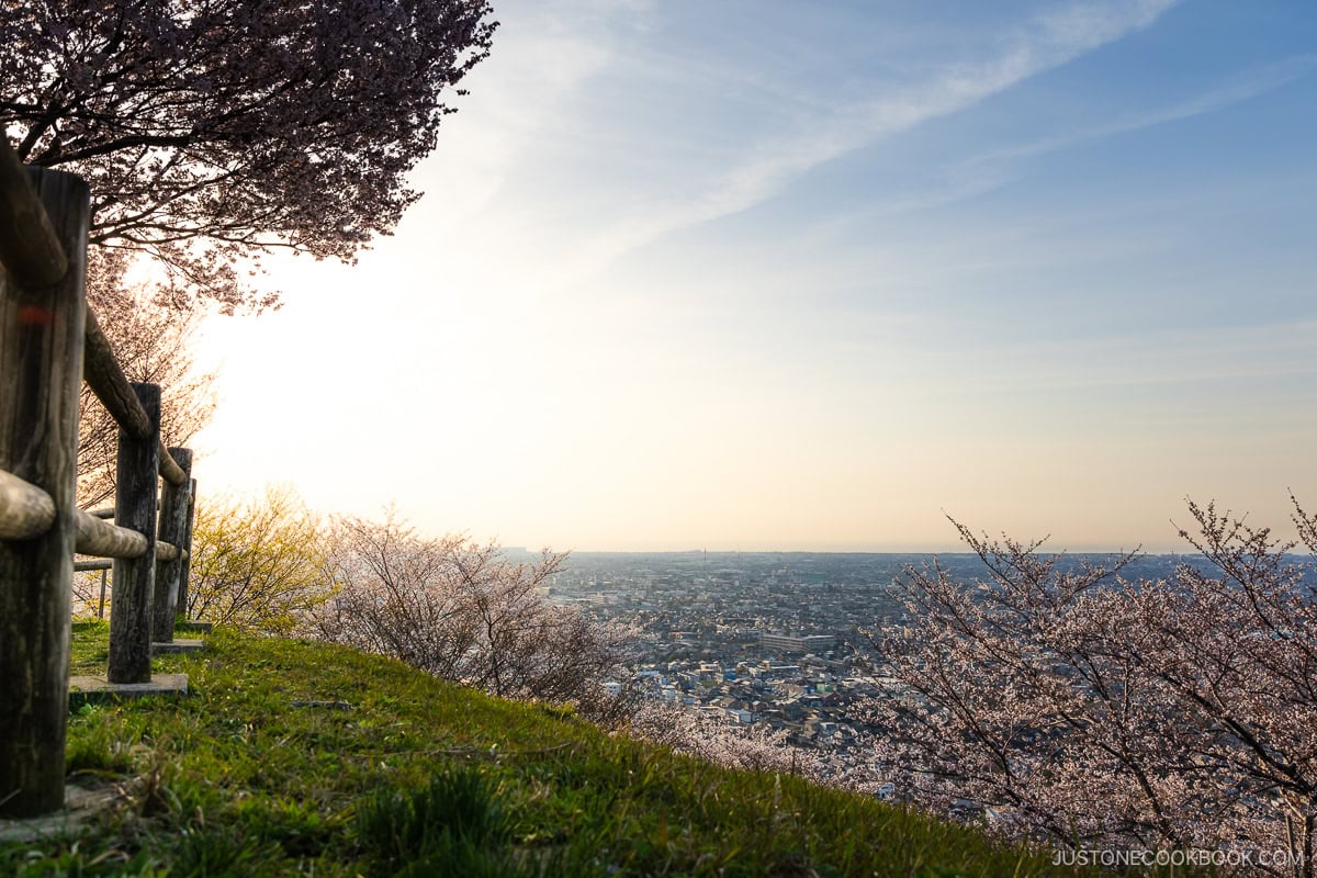 Cherry blossoms overlooking Kanazawa City during sunset