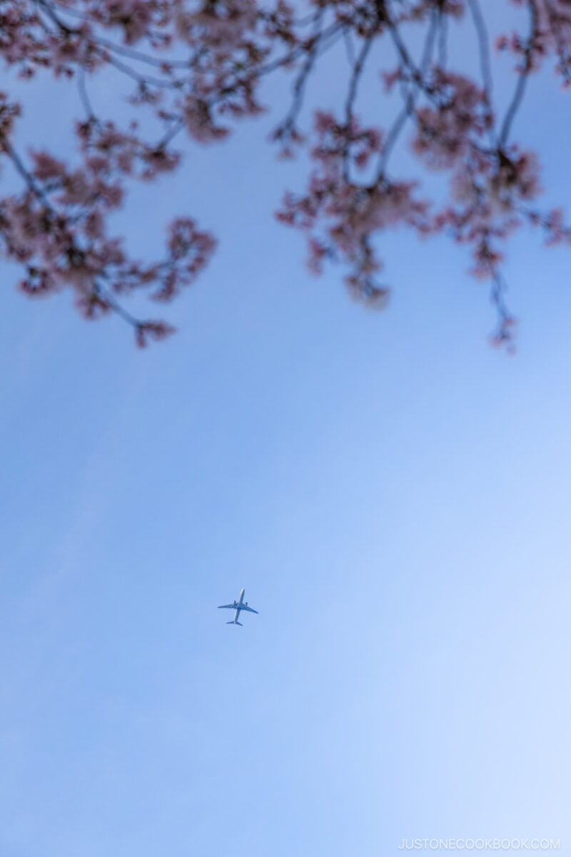 Plane flying over cherry blossoms