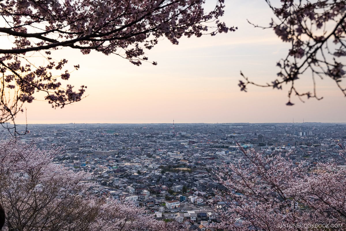 Cherry blossoms overlooking Kanazawa City during sunset