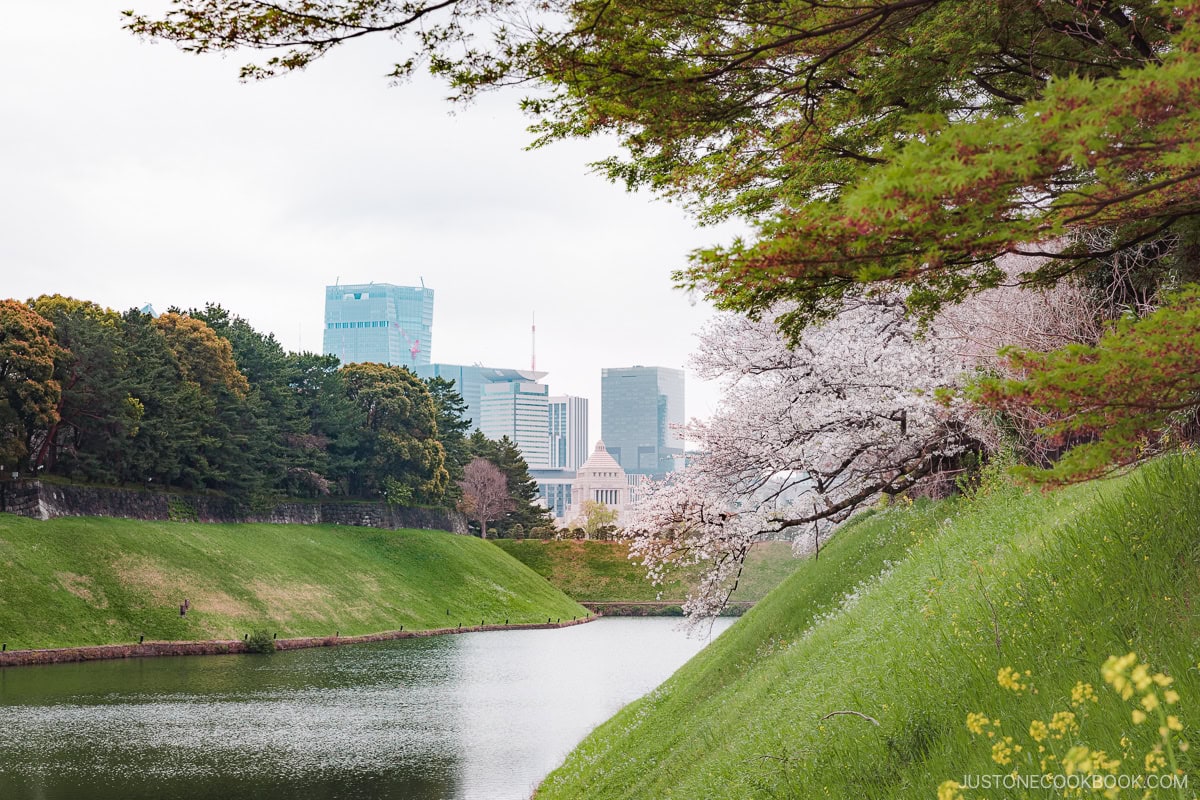 Moat lined with cherry blossoms with Tokyo skyline in the background