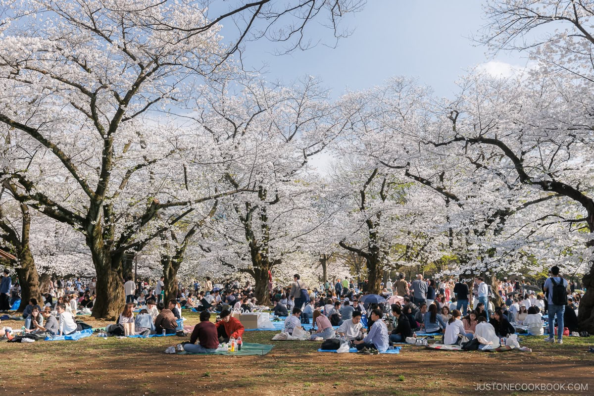 People enjoying picnics under cherry blossoms in Japanese Park