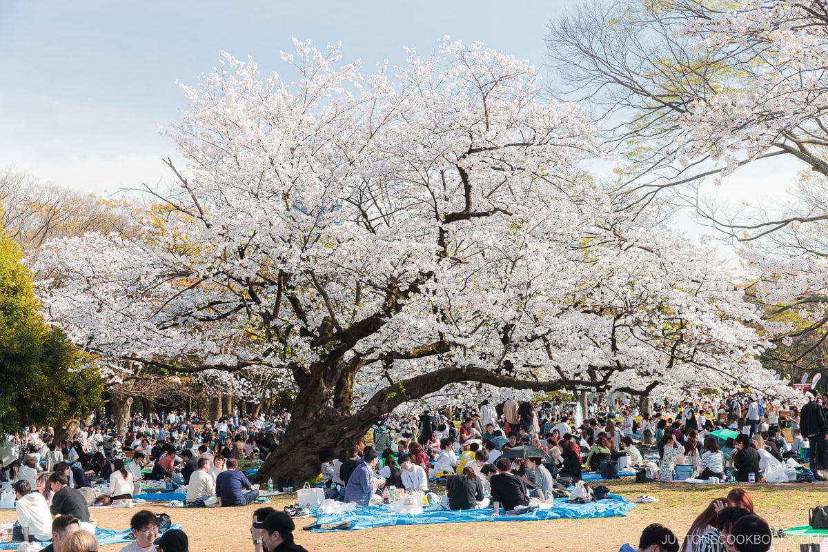 People enjoying picnics under cherry blossoms in Japanese Park