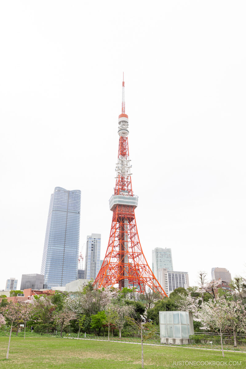 Tokyo Tower with cherry blossoms at the base