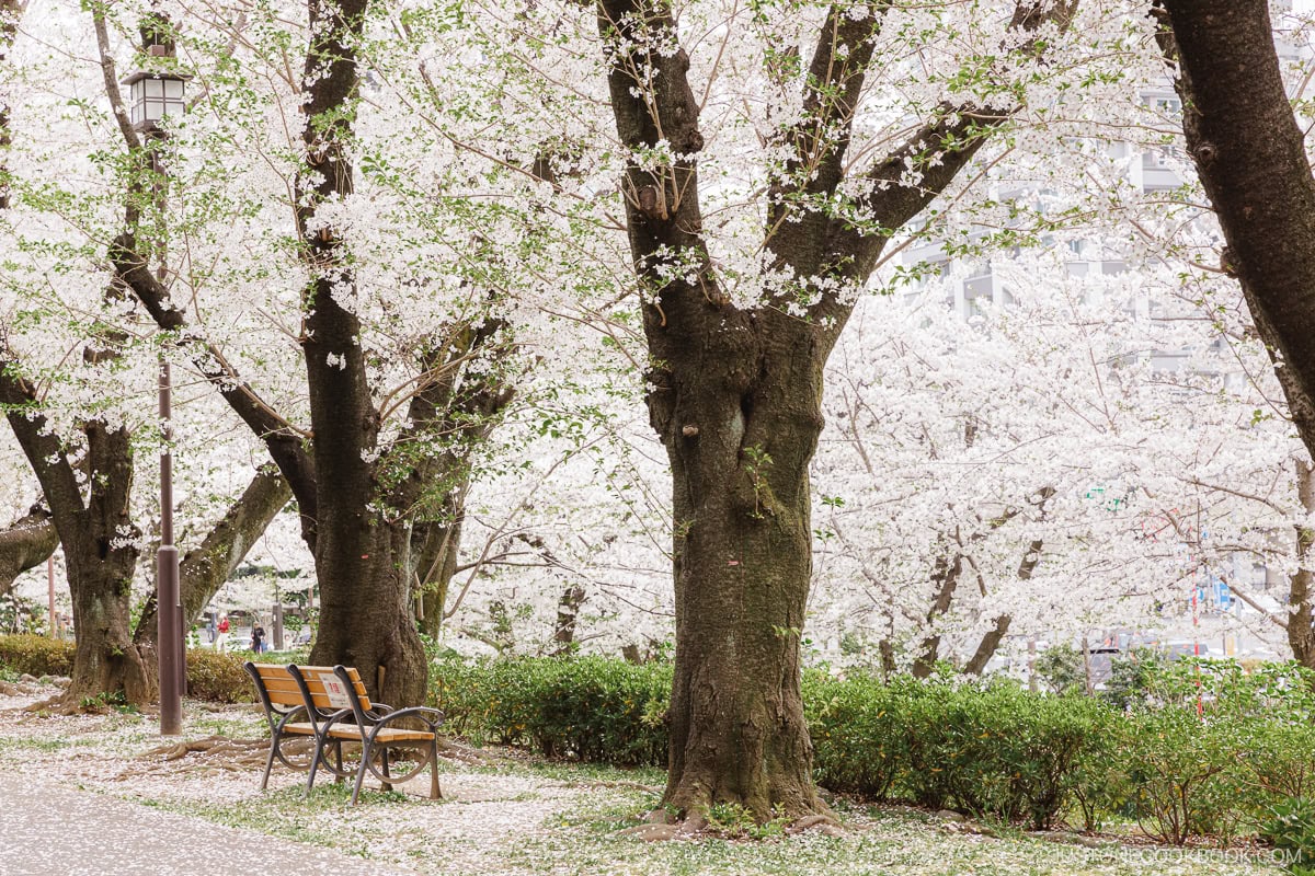 Cherry blossom trees with fallen cherry blossoms on the ground