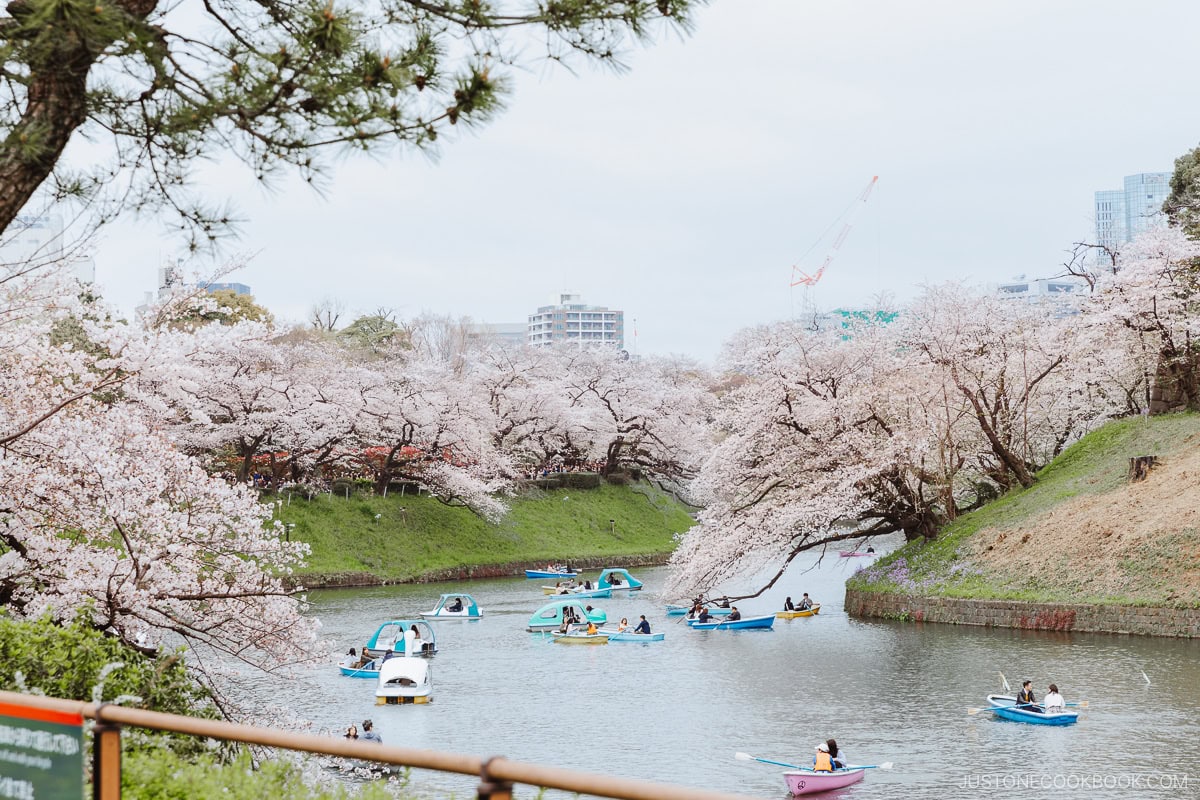 People riding small boats in a moat under cherry blossoms