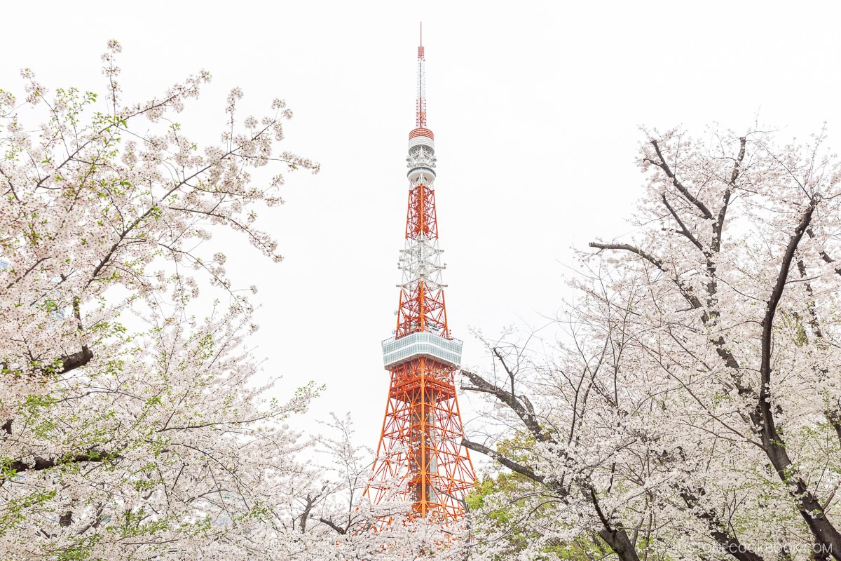 Tokyo Tower surrounded by cherry blossoms