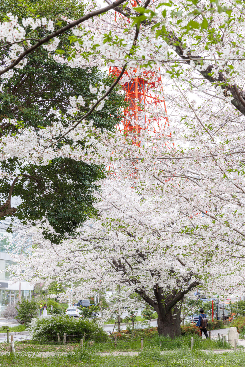 Cherry blossoms at the base of Tokyo Tower