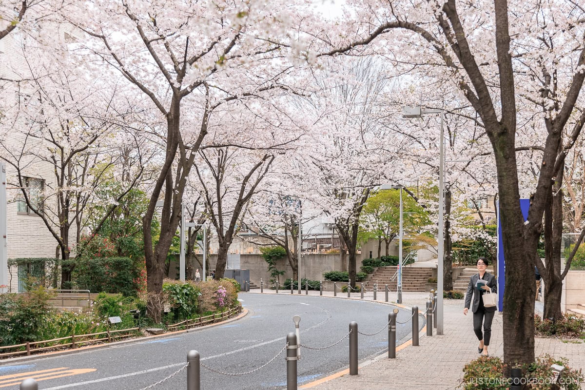 Street in Roppongi, Tokyo lined with cherry blossoms