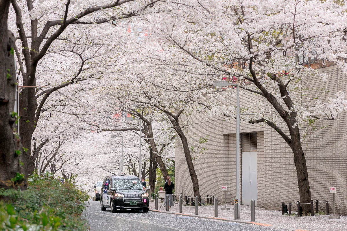 Street in Roppongi, Tokyo lined with cherry blossoms